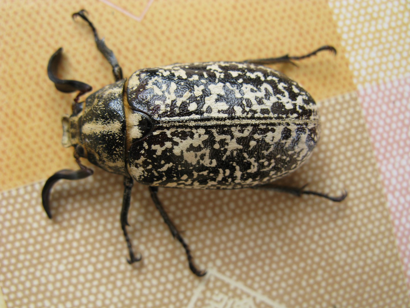 Polyphylla fullo, maschio, Melolonthidae